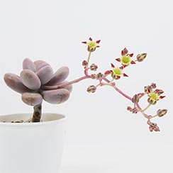 succulent-sedum-mocinianum-