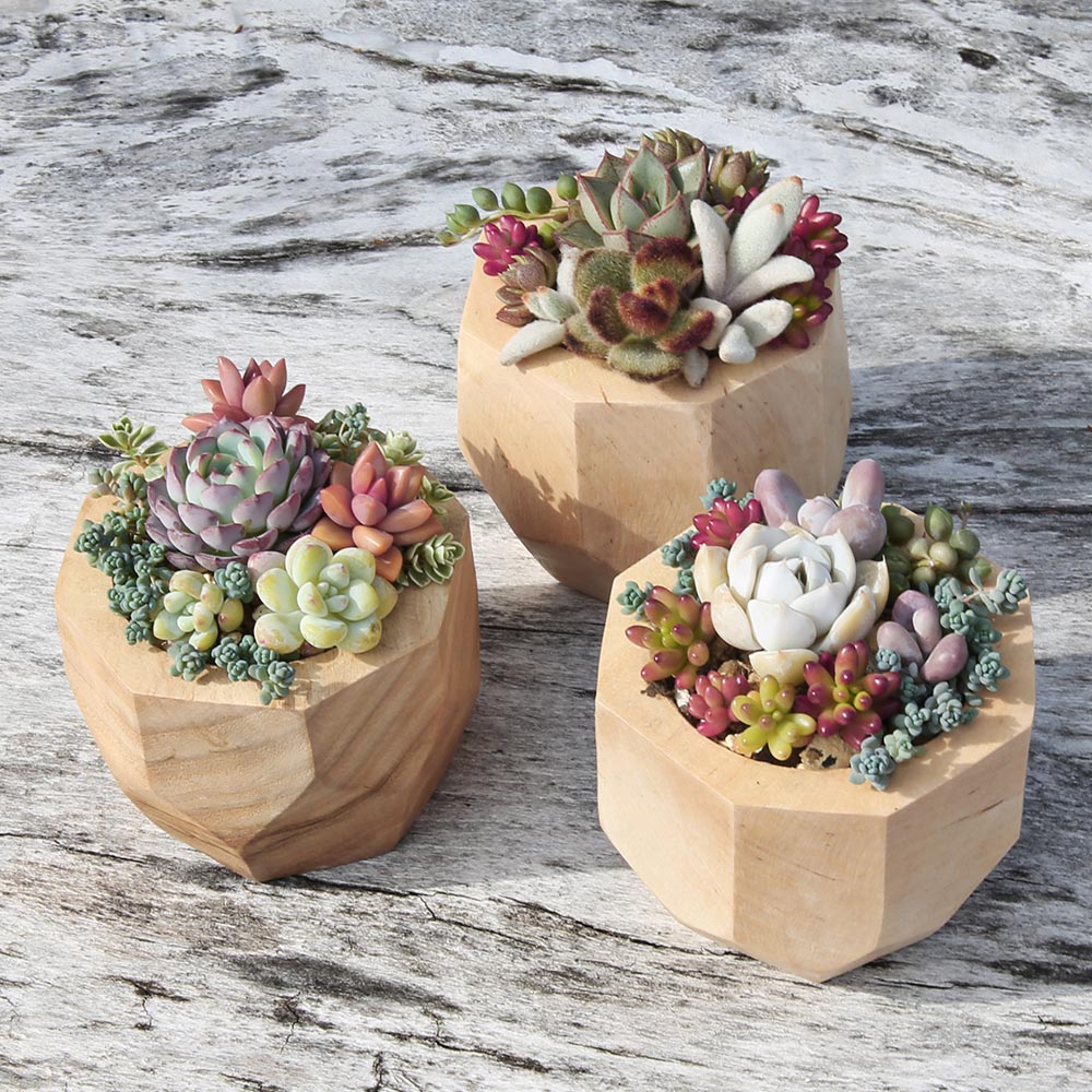 木の器で彩る多肉植物の寄せ植え