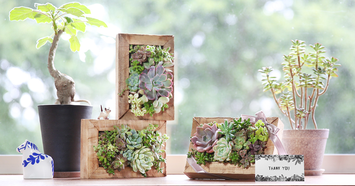 植物ディスプレイフレーム ディスプレイフレーム fufua【選べる特典付】 置物 フレーム