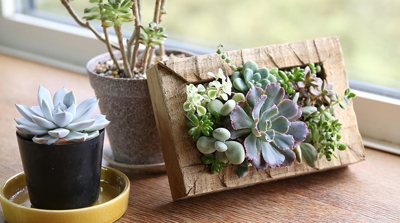 多肉植物の寄せ植えアートフレーム|壁掛け額縁アレンジ 多肉植物の寄せ植えアートフレーム|壁掛け額縁アレンジ